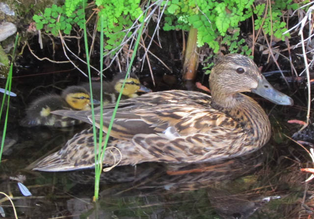 Desert Mallard